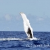 whale_humpback_h_00546_dom2594.jpg